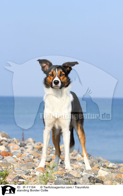 stehender Border Collie / standing Border Collie / IF-11164