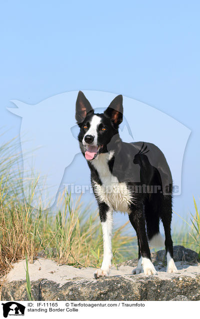 stehender Border Collie / standing Border Collie / IF-11165