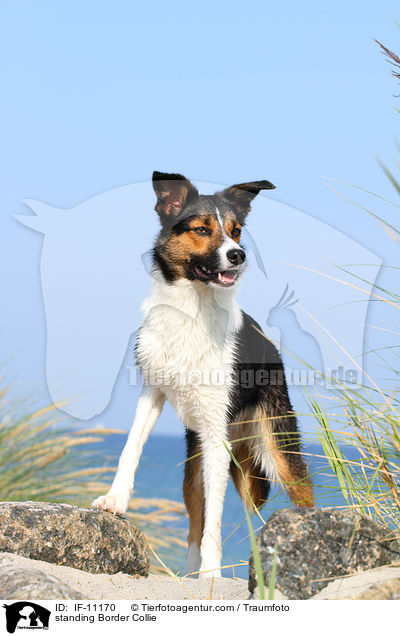 stehender Border Collie / standing Border Collie / IF-11170