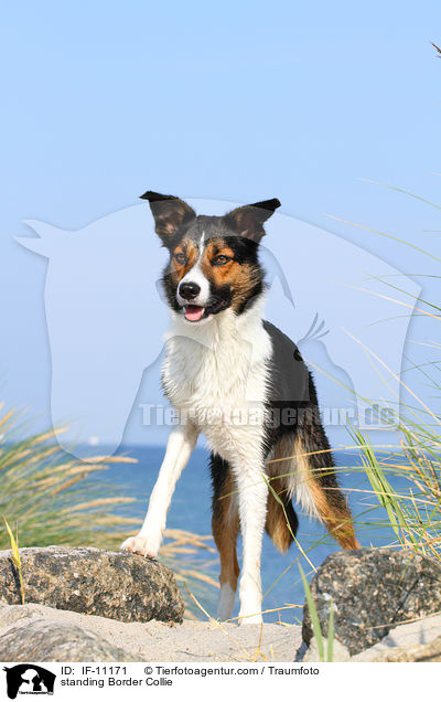 stehender Border Collie / standing Border Collie / IF-11171