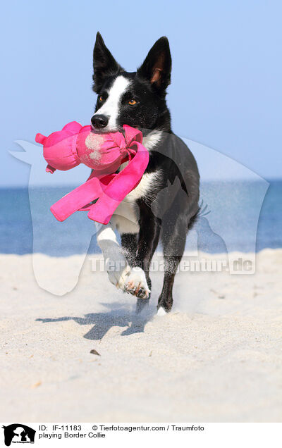 spielender Border Collie / playing Border Collie / IF-11183