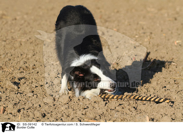 Border Collie / Border Collie / SS-39142