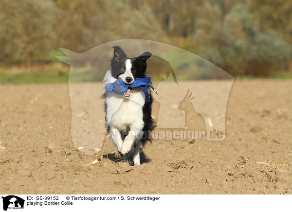 spielender Border Collie / playing Border Collie / SS-39152