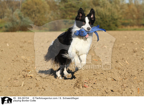 spielender Border Collie / playing Border Collie / SS-39154