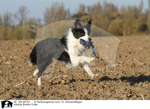 spielender Border Collie / playing Border Collie / SS-39157