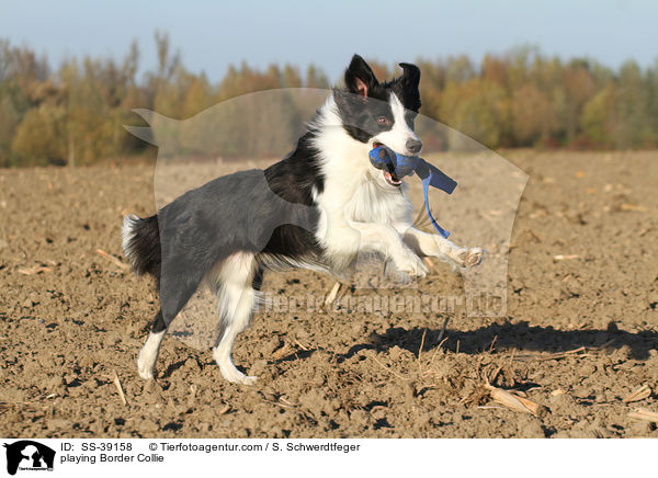 playing Border Collie / SS-39158