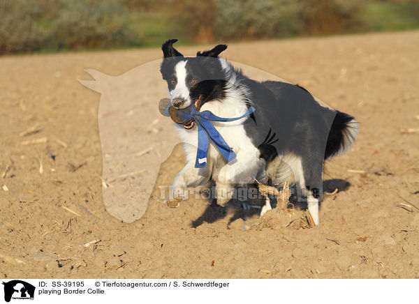 spielender Border Collie / playing Border Collie / SS-39195