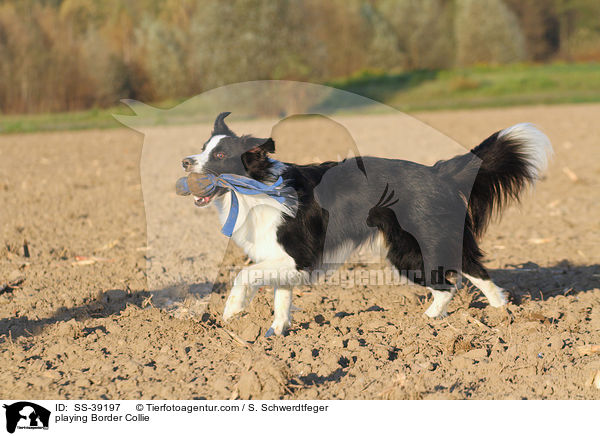 spielender Border Collie / playing Border Collie / SS-39197