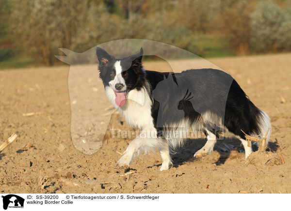 laufender Border Collie / walking Border Collie / SS-39200