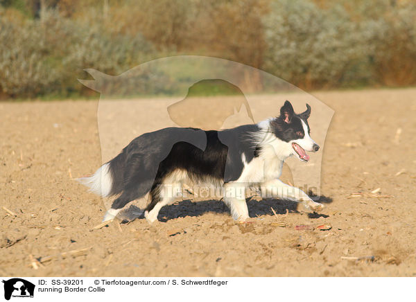 rennender Border Collie / running Border Collie / SS-39201