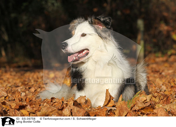 liegender Border Collie / lying Border Collie / SS-39758