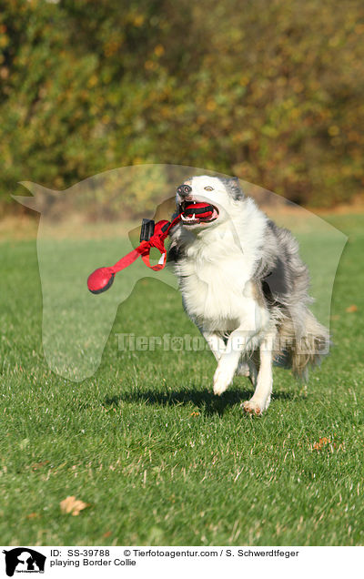 spielender Border Collie / playing Border Collie / SS-39788