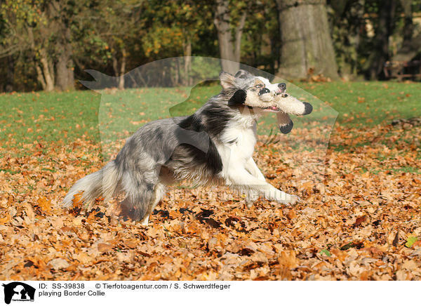 spielender Border Collie / playing Border Collie / SS-39838