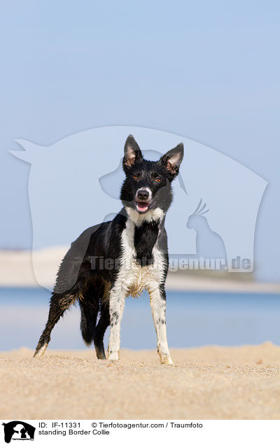standing Border Collie / IF-11331
