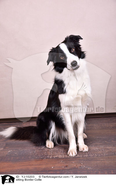 sitzender Border Collie / sitting Border Collie / YJ-10203