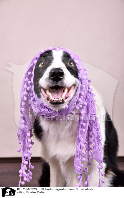 sitzender Border Collie / sitting Border Collie / YJ-10223