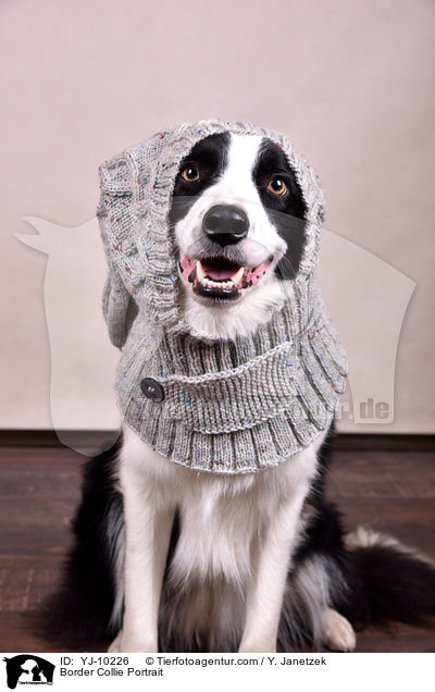 Border Collie Portrait / Border Collie Portrait / YJ-10226