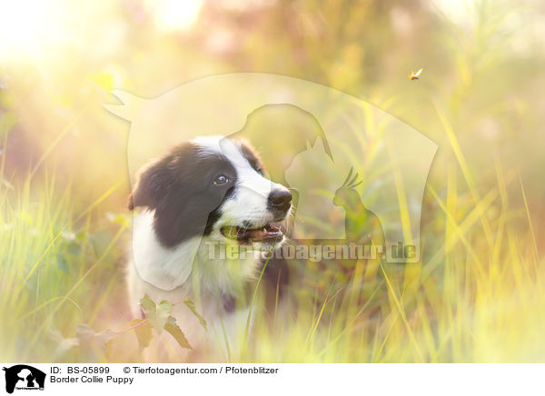 Border Collie Welpe / Border Collie Puppy / BS-05899