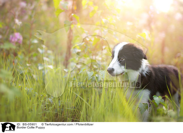 Border Collie Welpe / Border Collie Puppy / BS-05901