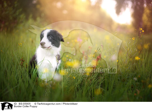 Border Collie Welpe / Border Collie Puppy / BS-05905