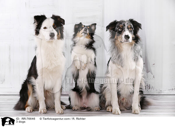 3 Hunde / 3 dogs / RR-76646