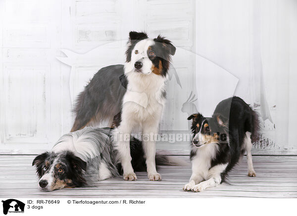 3 Hunde / 3 dogs / RR-76649