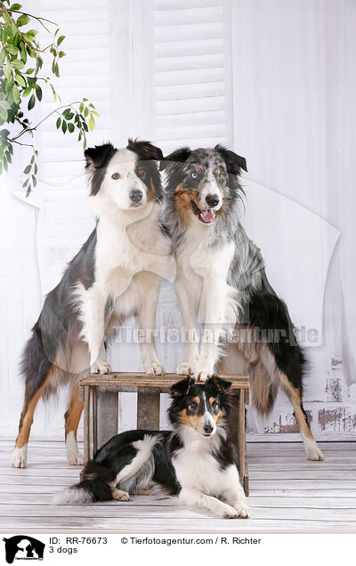 3 Hunde / 3 dogs / RR-76673