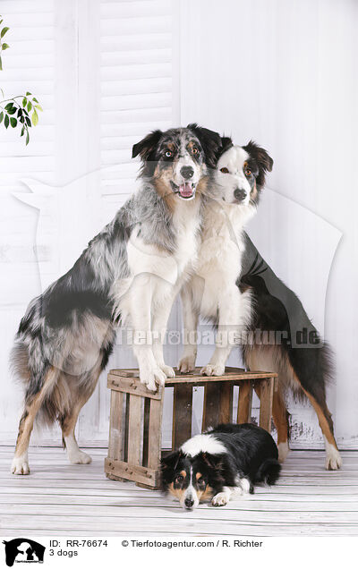 3 Hunde / 3 dogs / RR-76674