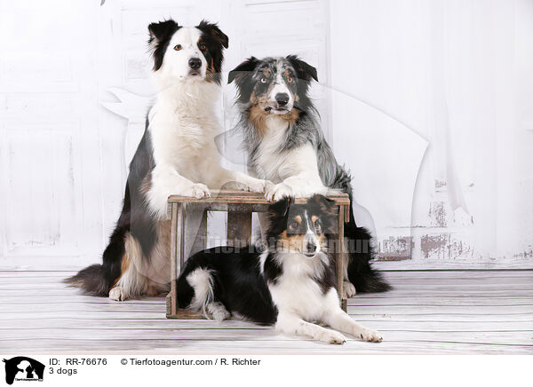 3 Hunde / 3 dogs / RR-76676