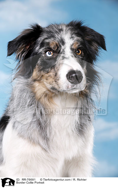 Border Collie Portrait / Border Collie Portrait / RR-76681