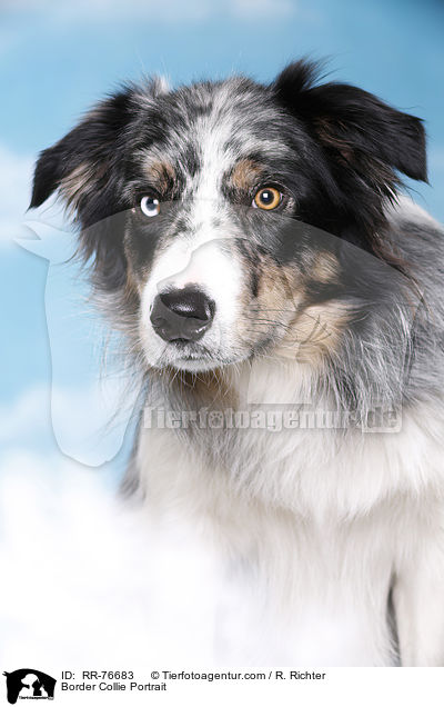 Border Collie Portrait / Border Collie Portrait / RR-76683