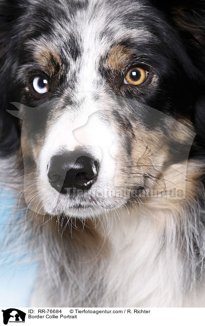 Border Collie Portrait / Border Collie Portrait / RR-76684