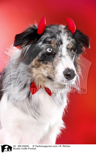 Border Collie Portrait / Border Collie Portrait / RR-76690