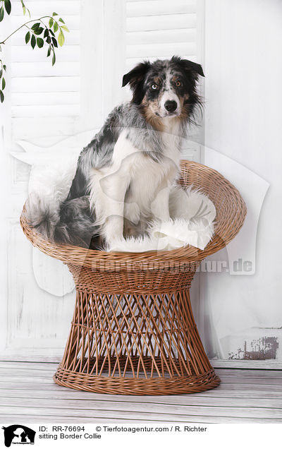 sitzender Border Collie / sitting Border Collie / RR-76694