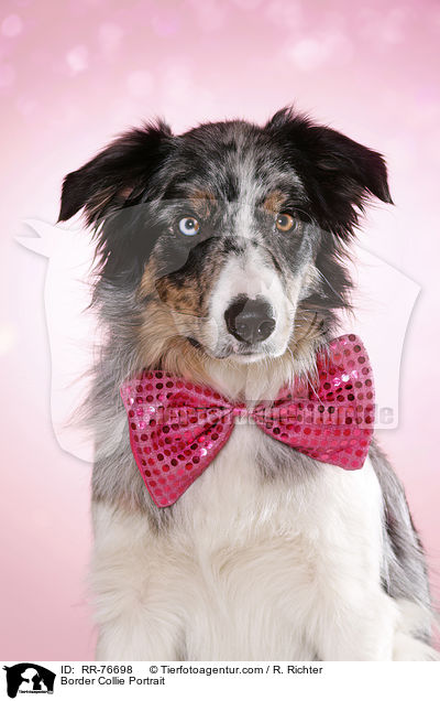 Border Collie Portrait / Border Collie Portrait / RR-76698