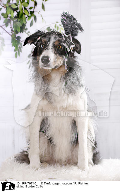 sitzender Border Collie / sitting Border Collie / RR-76716