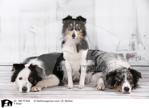 3 dogs / RR-77539