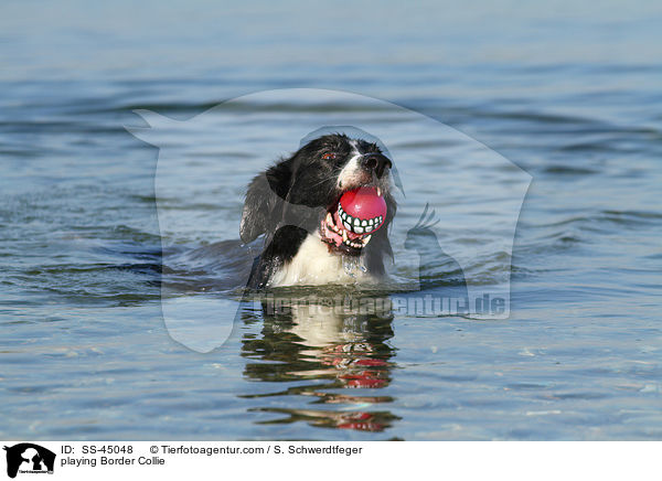 spielender Border Collie / playing Border Collie / SS-45048