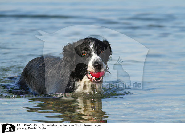 spielender Border Collie / playing Border Collie / SS-45049