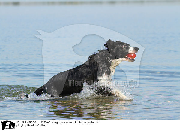 spielender Border Collie / playing Border Collie / SS-45059