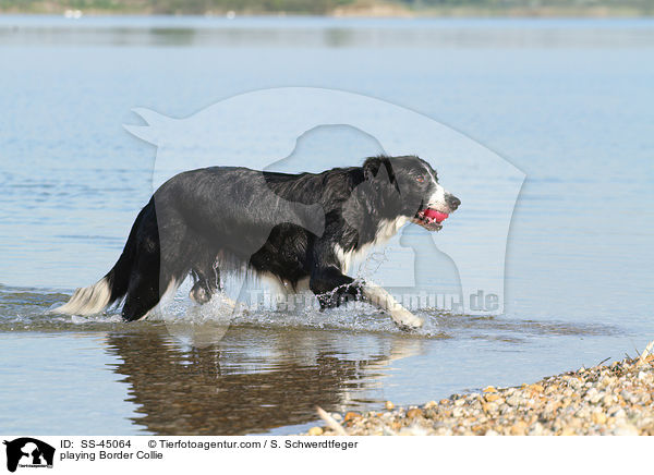 spielender Border Collie / playing Border Collie / SS-45064