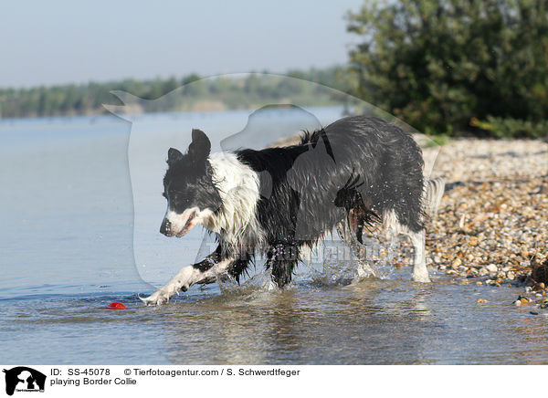 spielender Border Collie / playing Border Collie / SS-45078