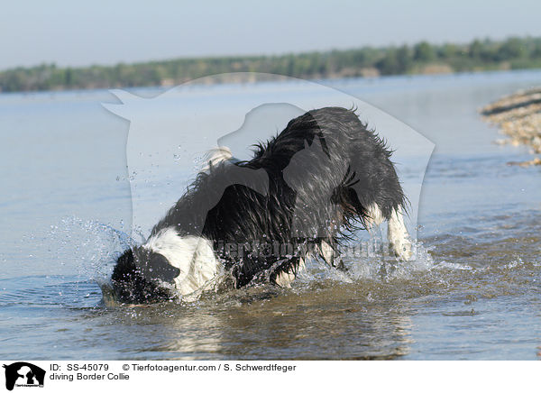 tauchender Border Collie / diving Border Collie / SS-45079