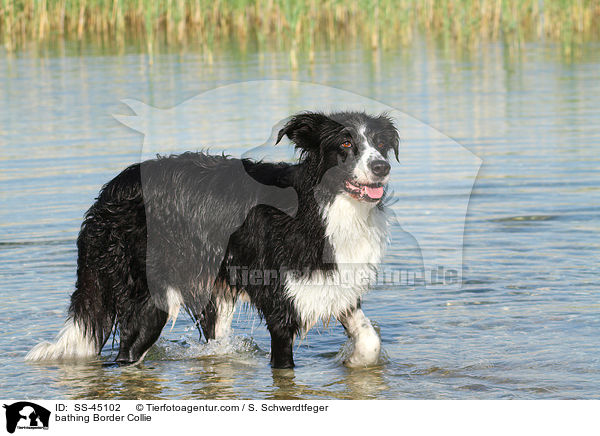 badender Border Collie / bathing Border Collie / SS-45102