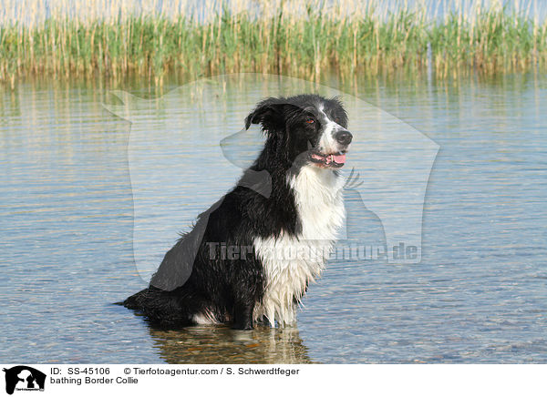 badender Border Collie / bathing Border Collie / SS-45106