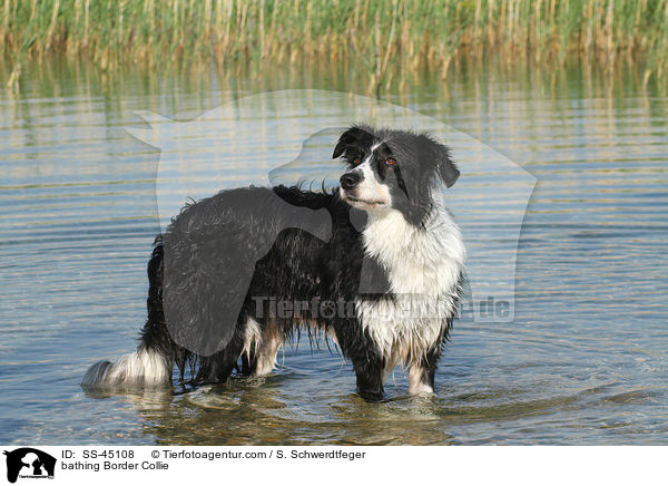 badender Border Collie / bathing Border Collie / SS-45108