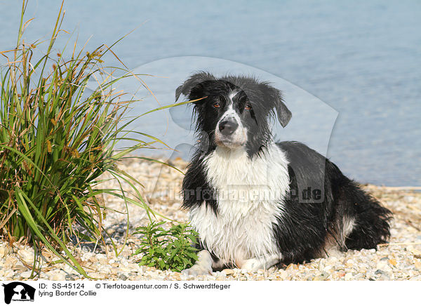 liegender Border Collie / lying Border Collie / SS-45124