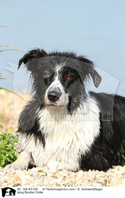 liegender Border Collie / lying Border Collie / SS-45126