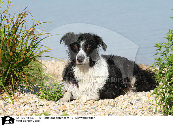 liegender Border Collie / lying Border Collie / SS-45127