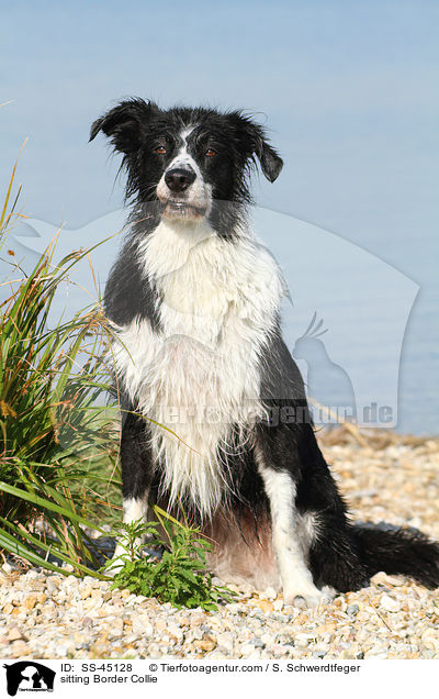 sitzender Border Collie / sitting Border Collie / SS-45128